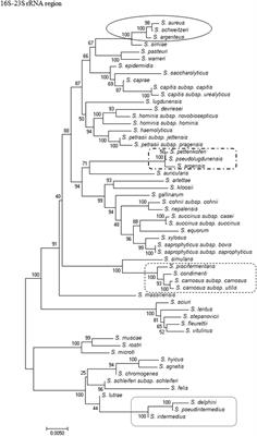 Development and Validation of a Reference Data Set for Assigning Staphylococcus Species Based on Next-Generation Sequencing of the 16S-23S rRNA Region